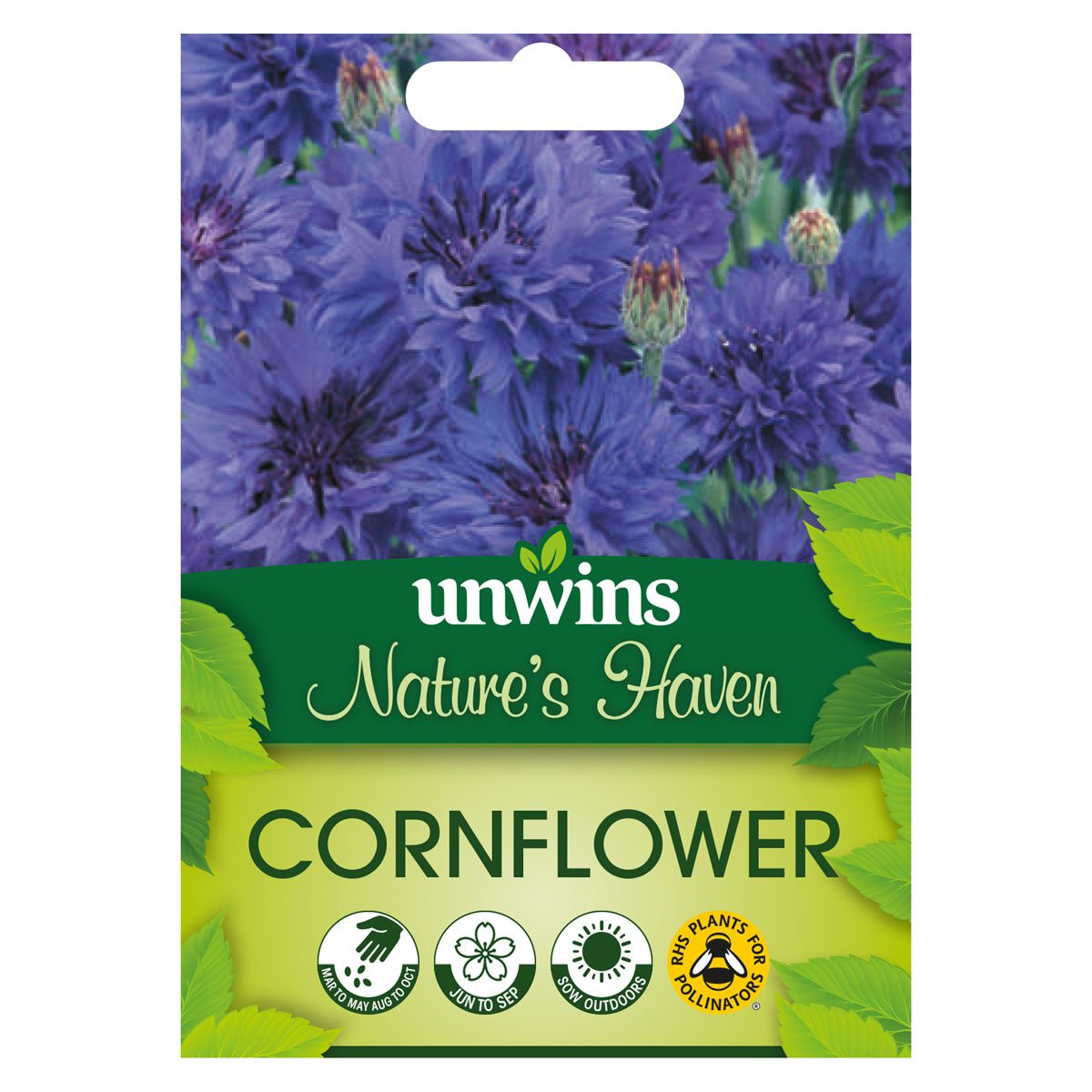 5051618031783 1 Wildflower Cornflower Seeds.jpg